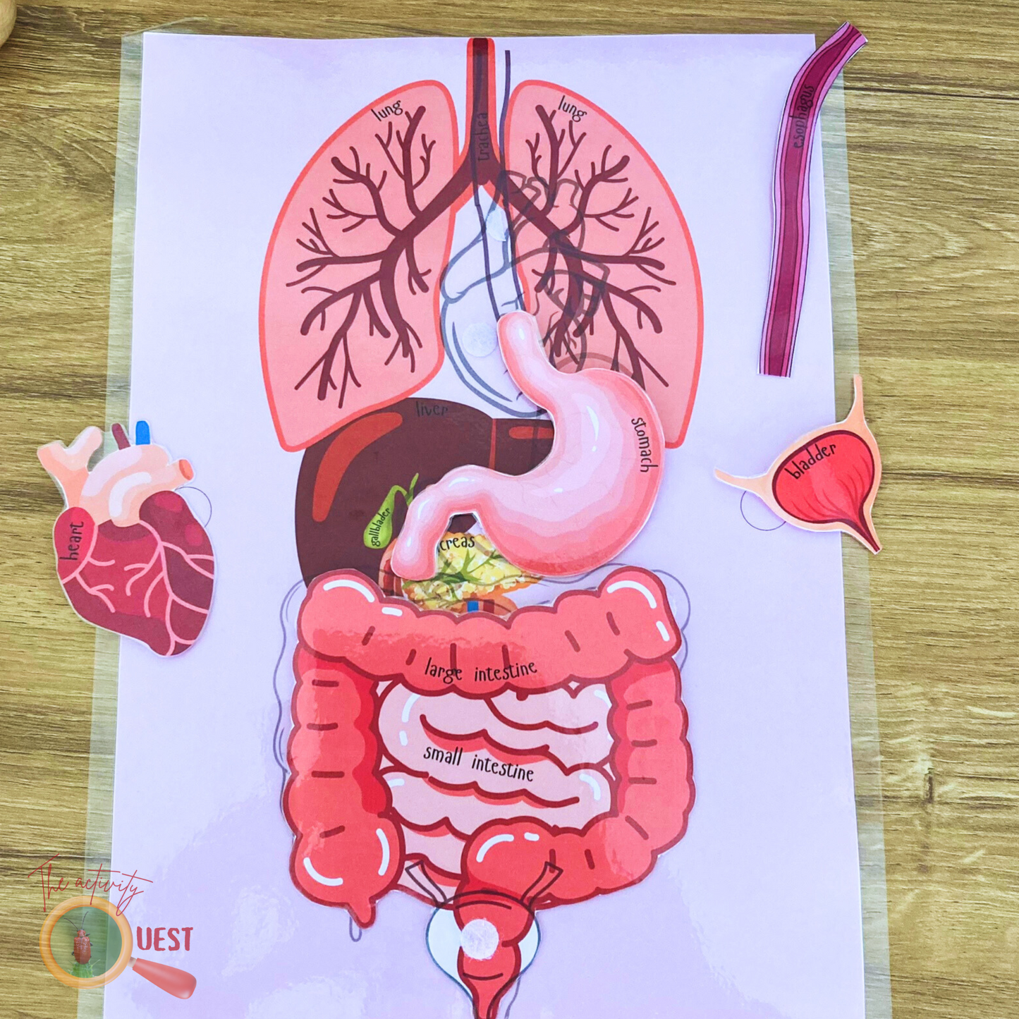 Human Body Organs with Real Size Pictures Printable, INSTANT DOWNLOAD PDF