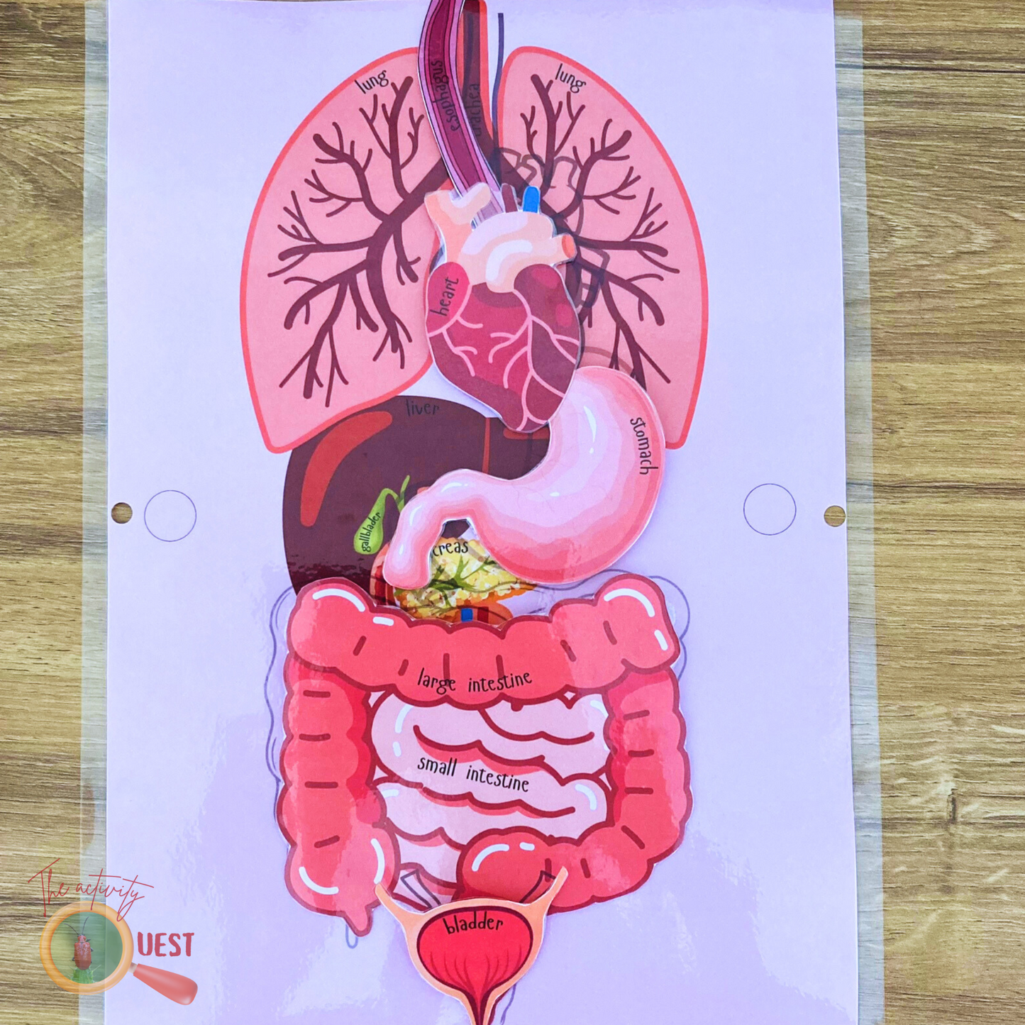 Human Body Organs with Real Size Pictures Printable, INSTANT DOWNLOAD PDF