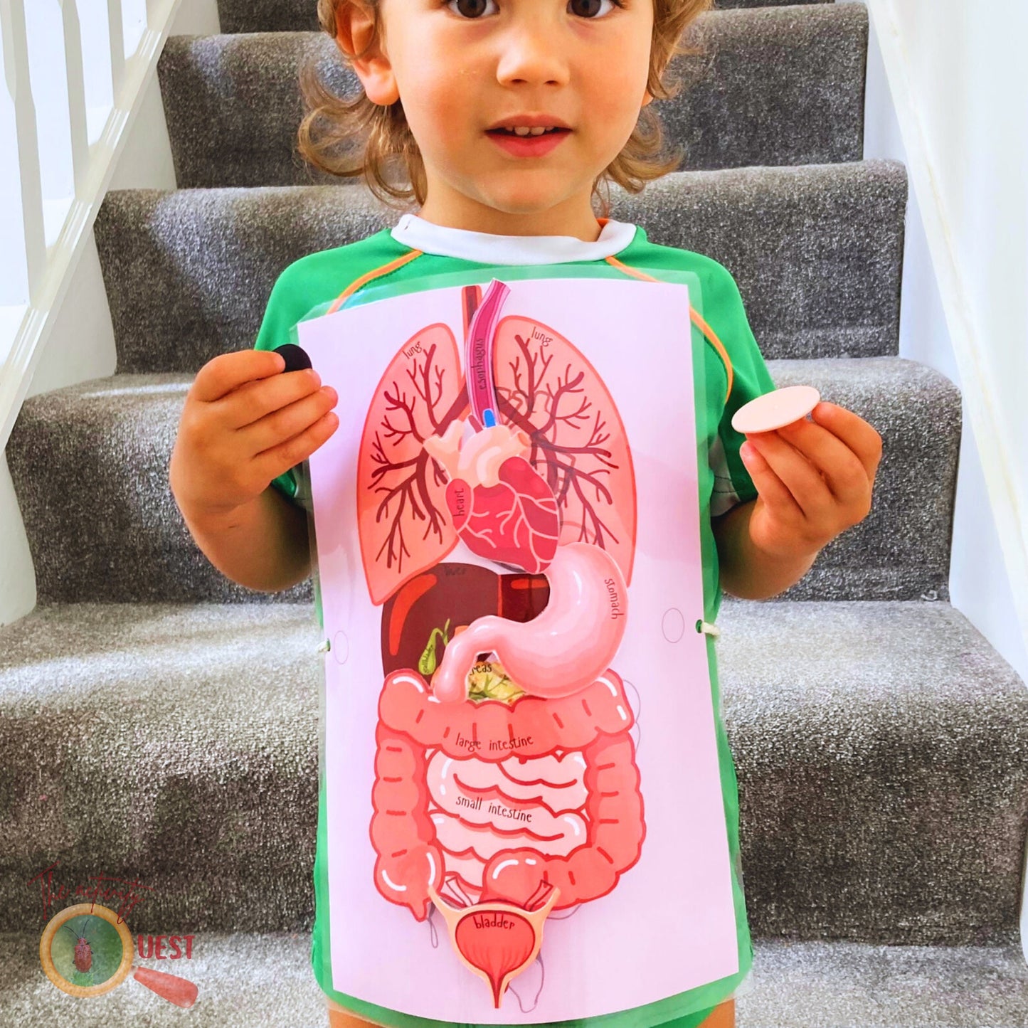 Human Body Organs with Real Size Pictures Printable, INSTANT DOWNLOAD PDF