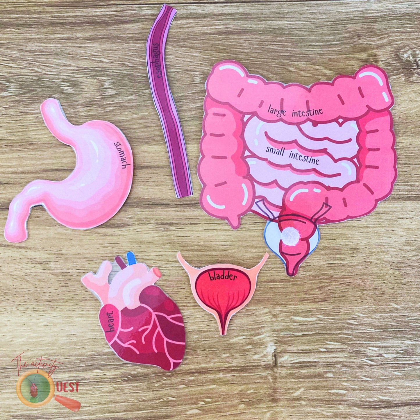 Human Body Organs with Real Size Pictures Printable, INSTANT DOWNLOAD PDF