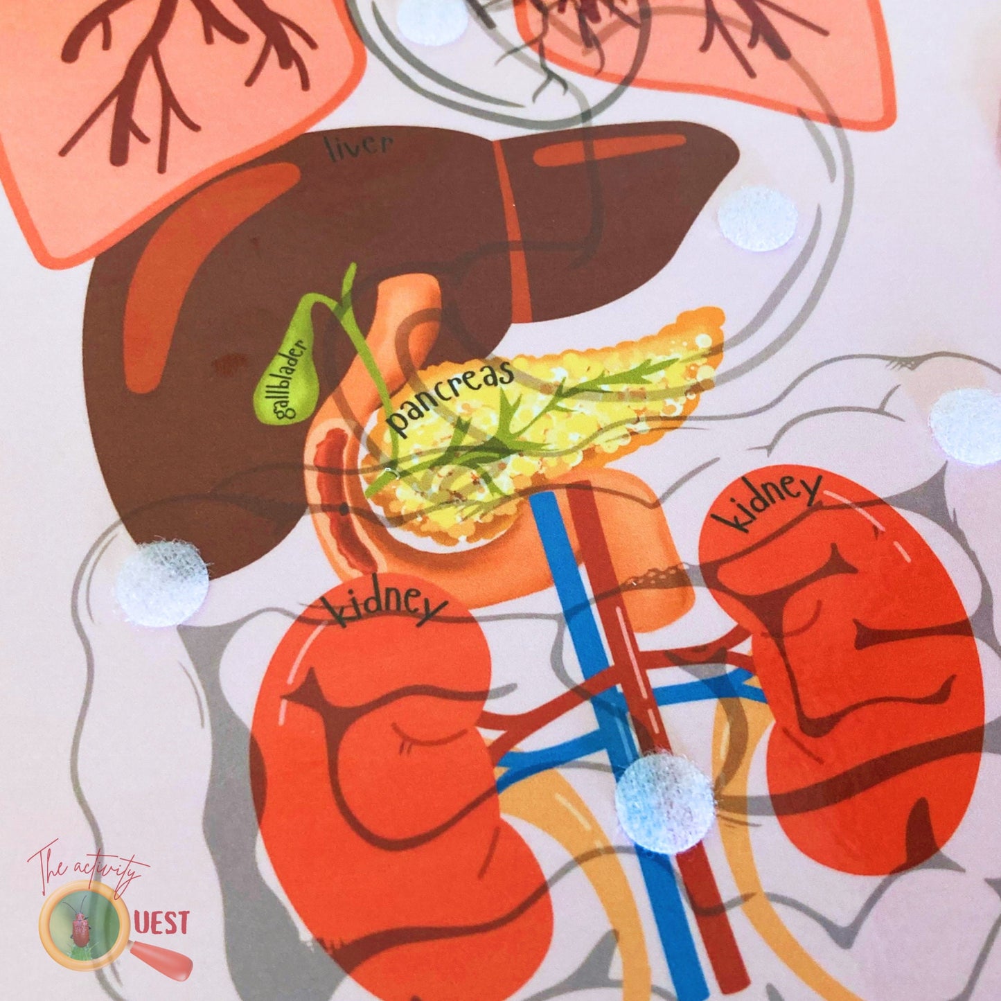 Human Body Organs with Real Size Pictures Printable, INSTANT DOWNLOAD PDF