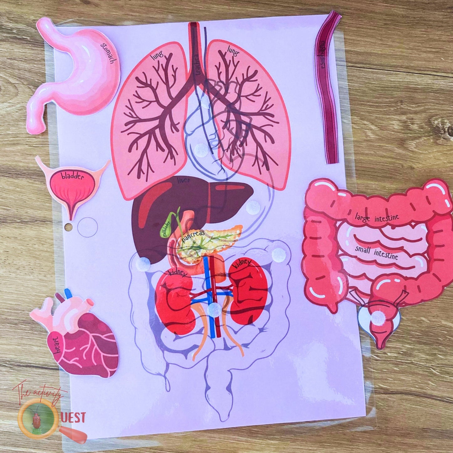 Human Body Organs with Real Size Pictures Printable, INSTANT DOWNLOAD PDF