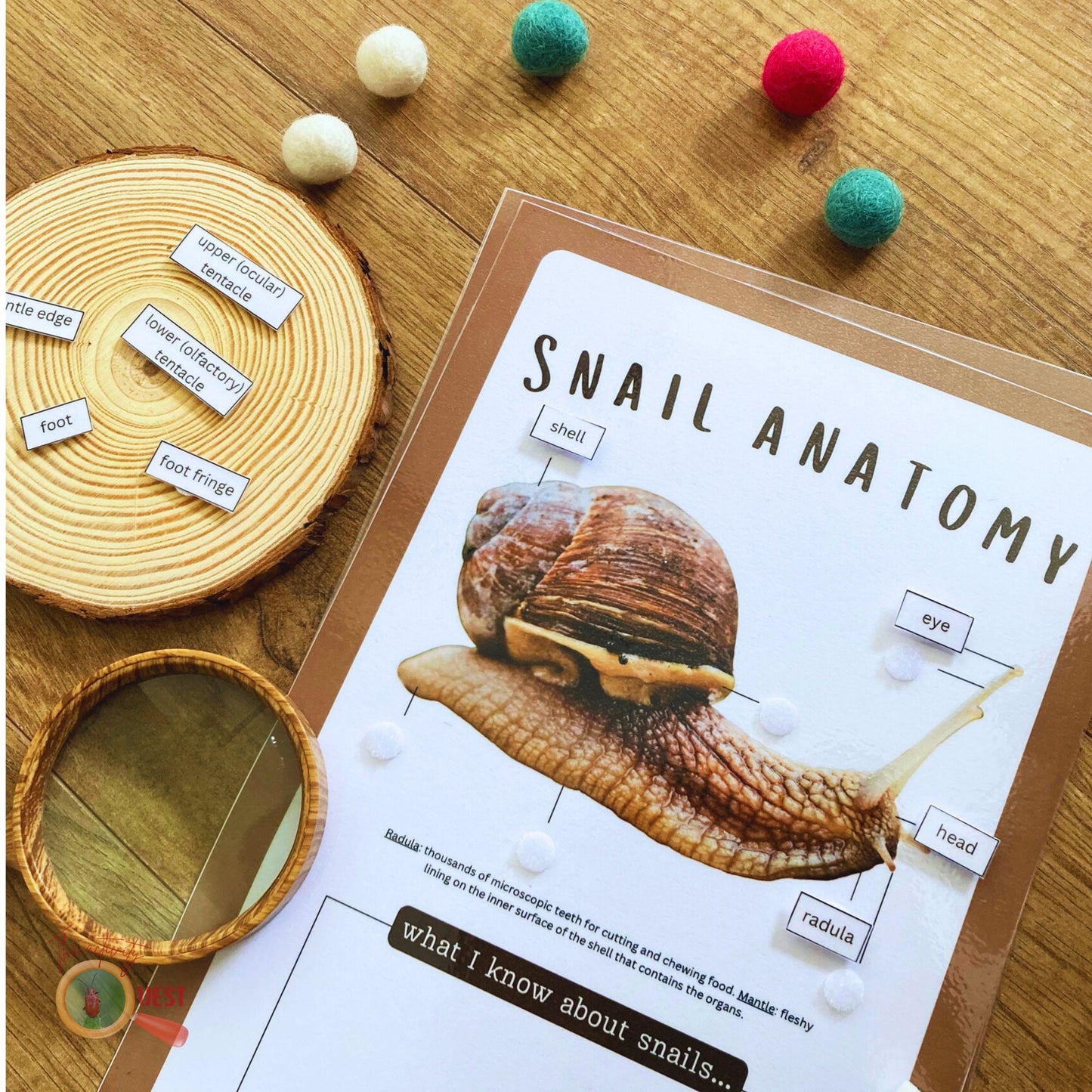 Snail Anatomy Poster and Filling the Blanks Activity for Children, INSTANT DOWNLOAD PDF