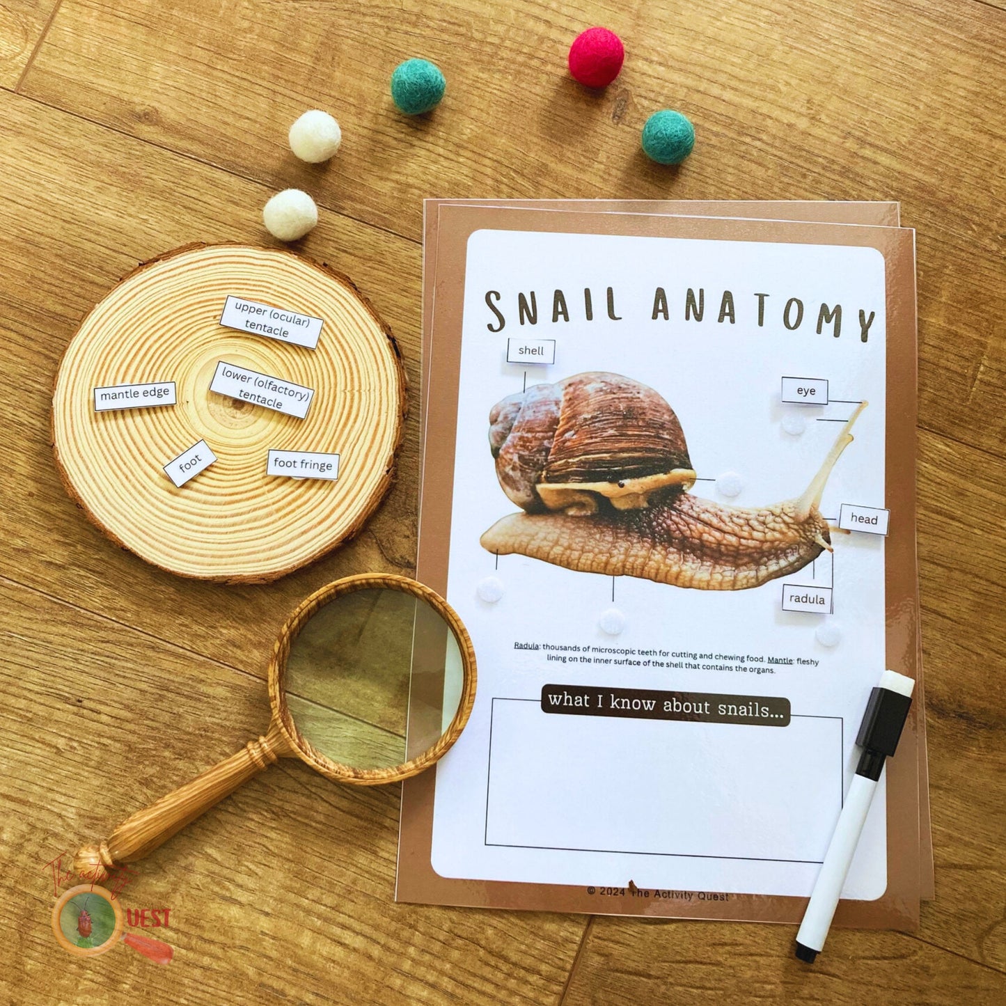 Snail Anatomy Poster and Filling the Blanks Activity for Children, INSTANT DOWNLOAD PDF