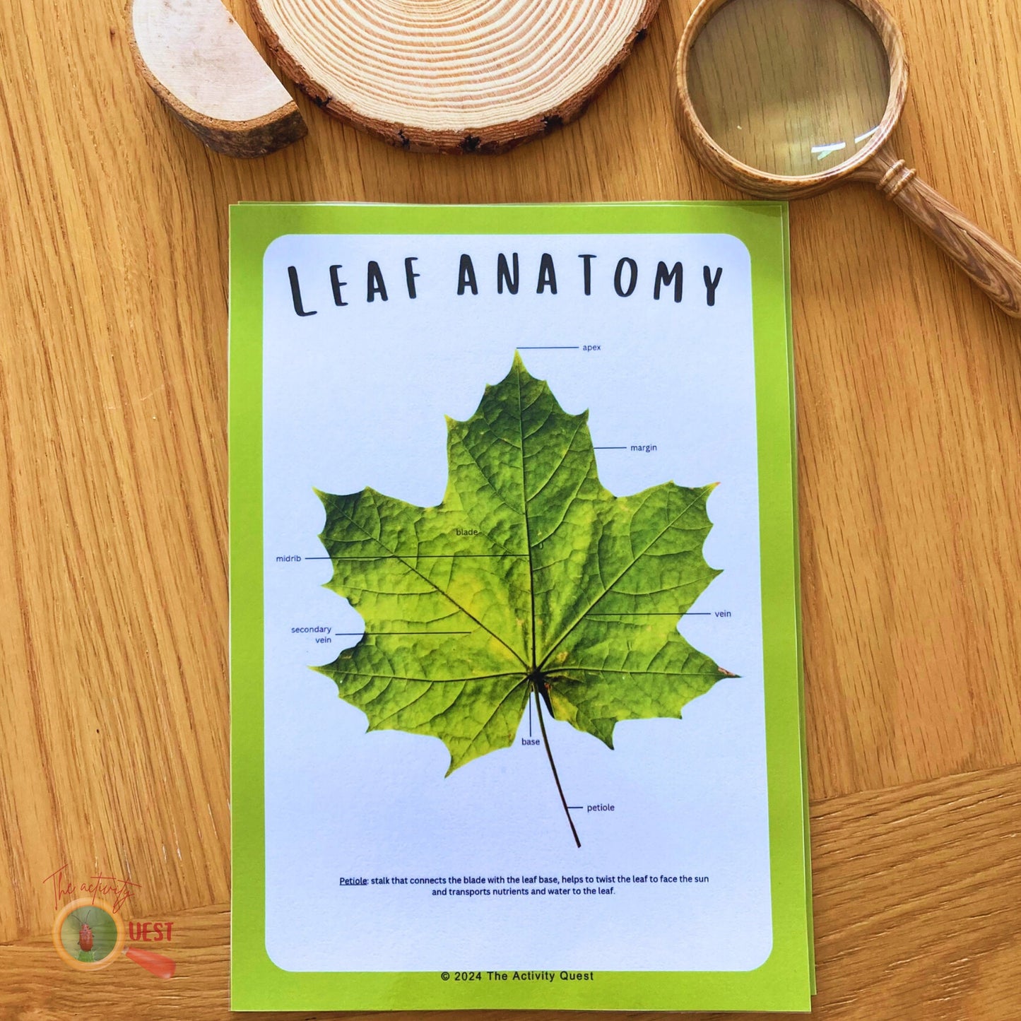 Leaf Anatomy Poster and Filling the Blanks Activity for Children, Nature Lovers Curiosity, INSTANT DOWNLOAD PDF