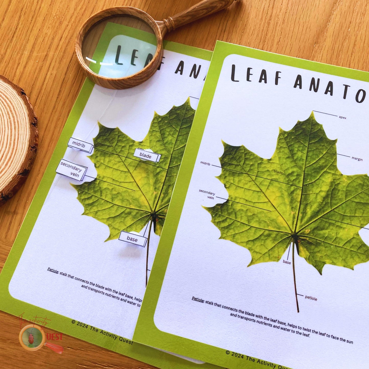 Leaf Anatomy Poster and Filling the Blanks Activity for Children, Nature Lovers Curiosity, INSTANT DOWNLOAD PDF