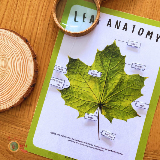 Leaf Anatomy Poster and Filling the Blanks Activity for Children, Nature Lovers Curiosity, INSTANT DOWNLOAD PDF