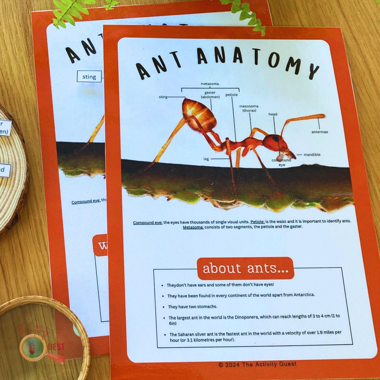 Ant Anatomy Poster and Filling the Blanks Activity for Children, INSTANT DOWNLOAD PDF