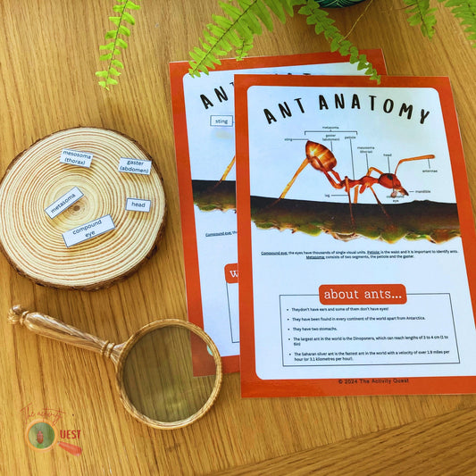 Ant Anatomy Poster and Filling the Blanks Activity for Children, INSTANT DOWNLOAD PDF