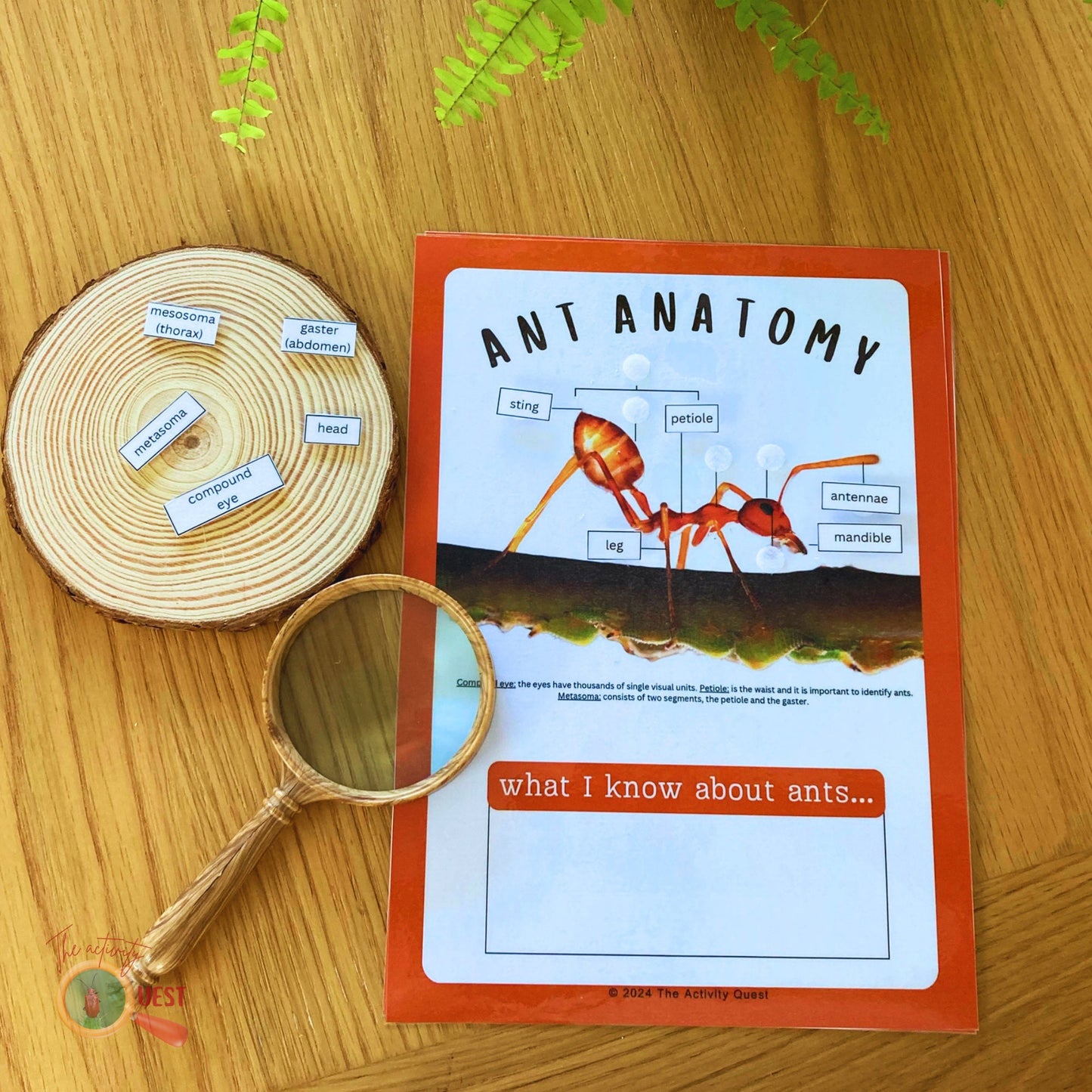 Ant Anatomy Poster and Filling the Blanks Activity for Children, INSTANT DOWNLOAD PDF