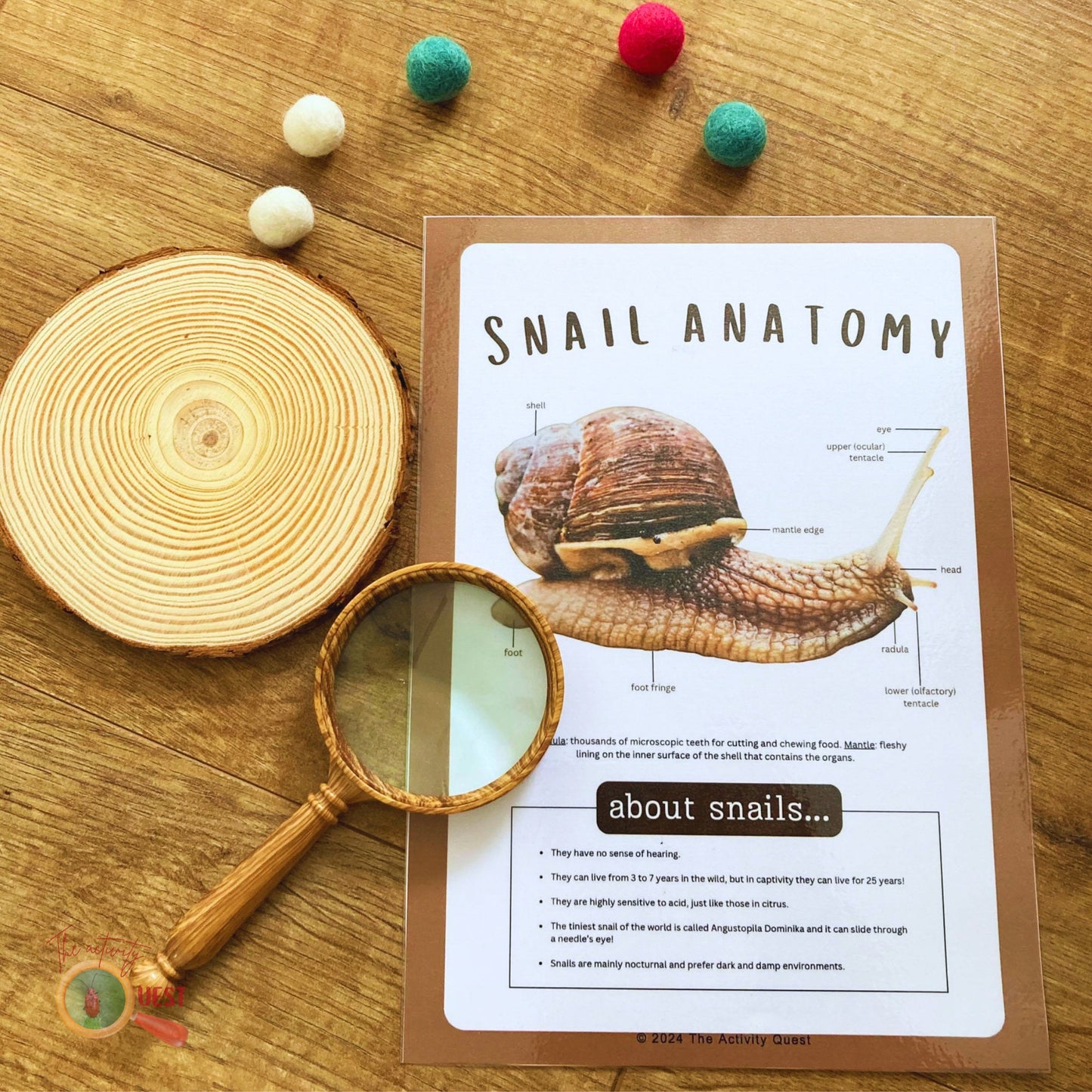 Snail Anatomy Poster and Filling the Blanks Activity for Children, INSTANT DOWNLOAD PDF