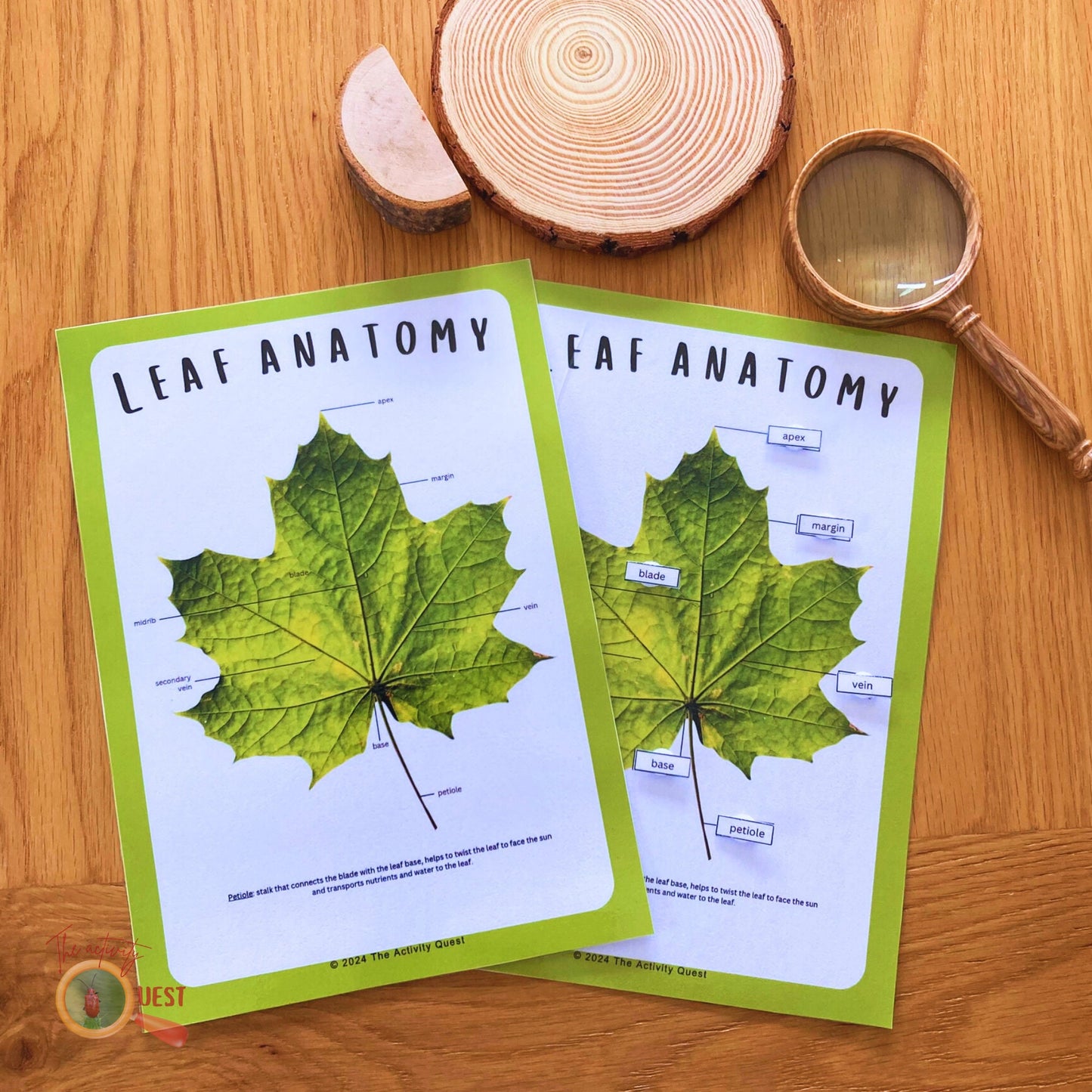 Leaf Anatomy Poster and Filling the Blanks Activity for Children, Nature Lovers Curiosity, INSTANT DOWNLOAD PDF