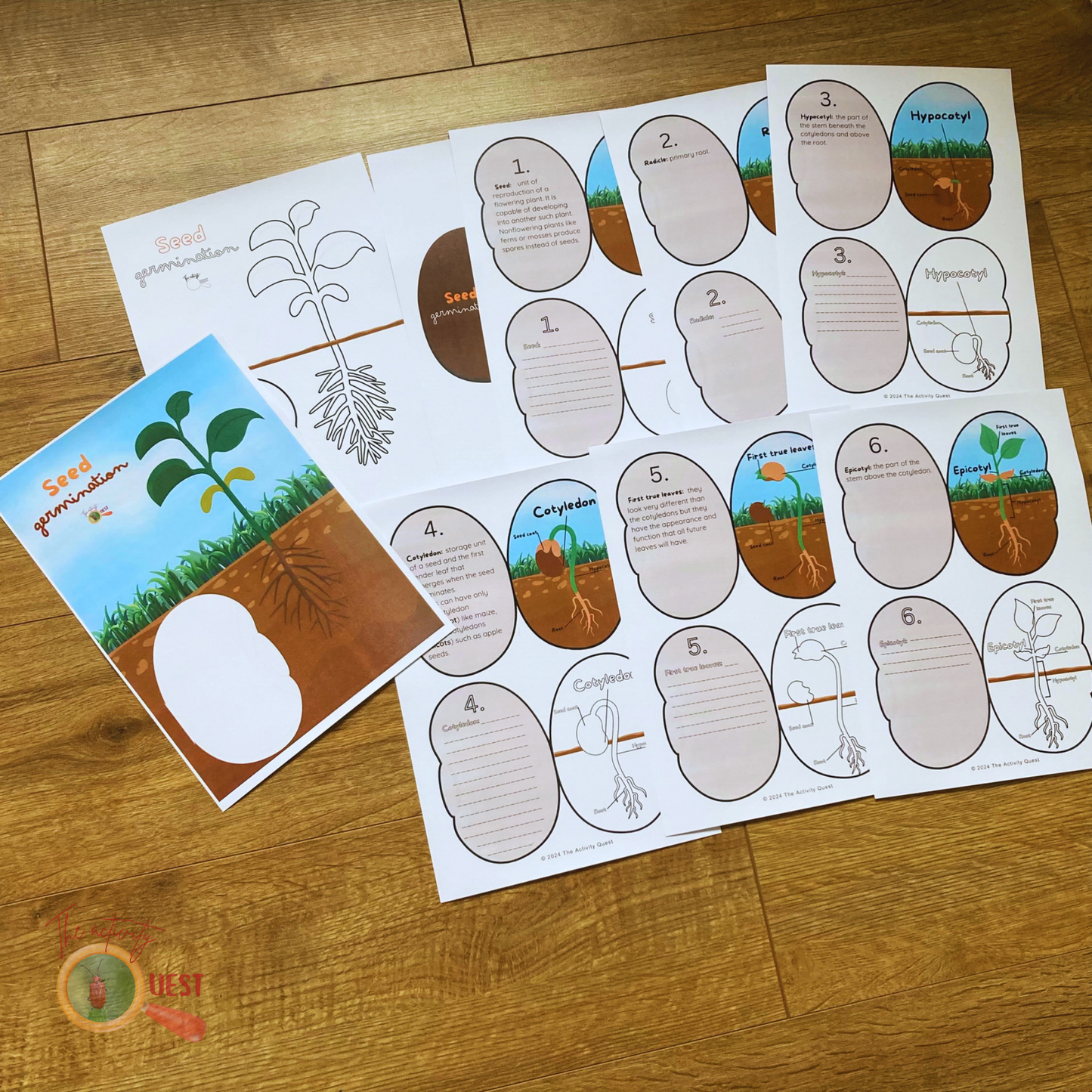 Seed Germination Printable for Kids, Nature Learning Coloring Activity, INSTANT DOWLOAD PDF