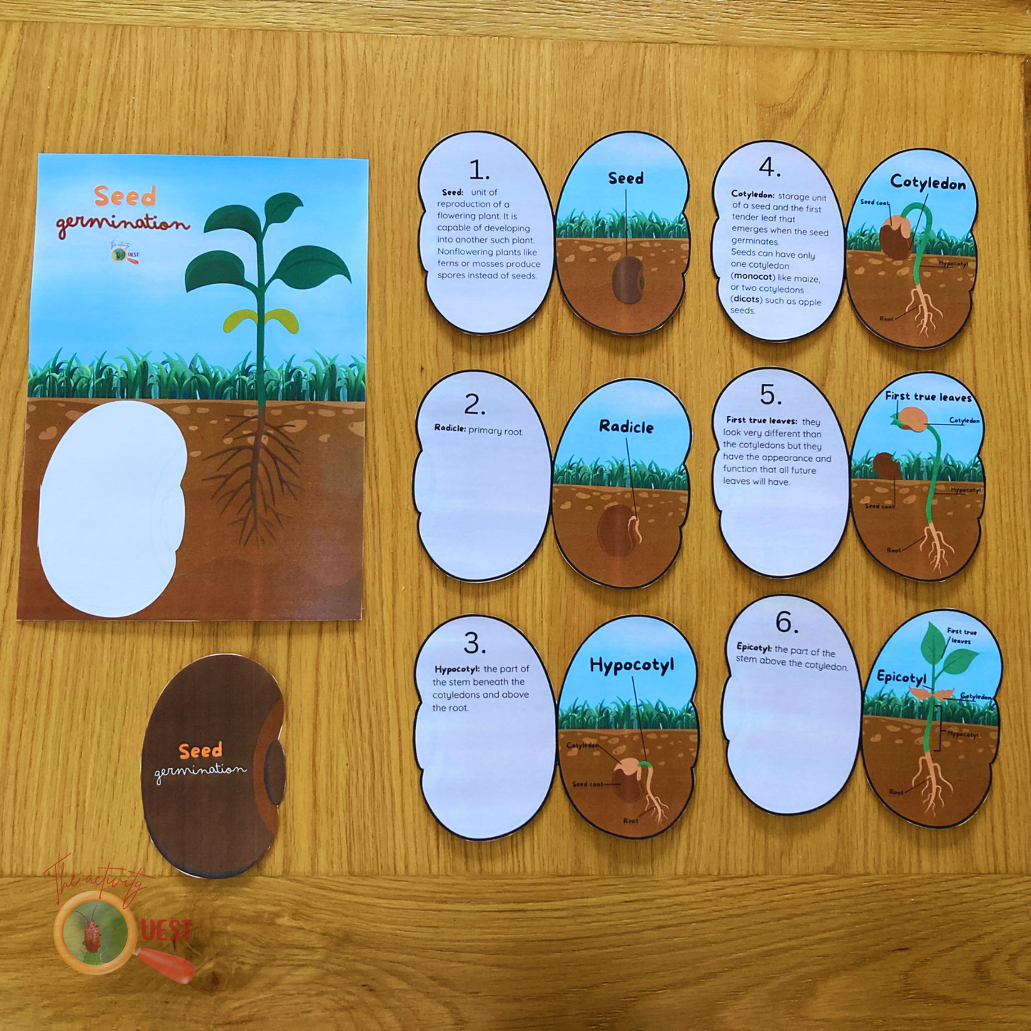 Seed Germination Printable for Kids, Nature Learning Coloring Activity, INSTANT DOWLOAD PDF