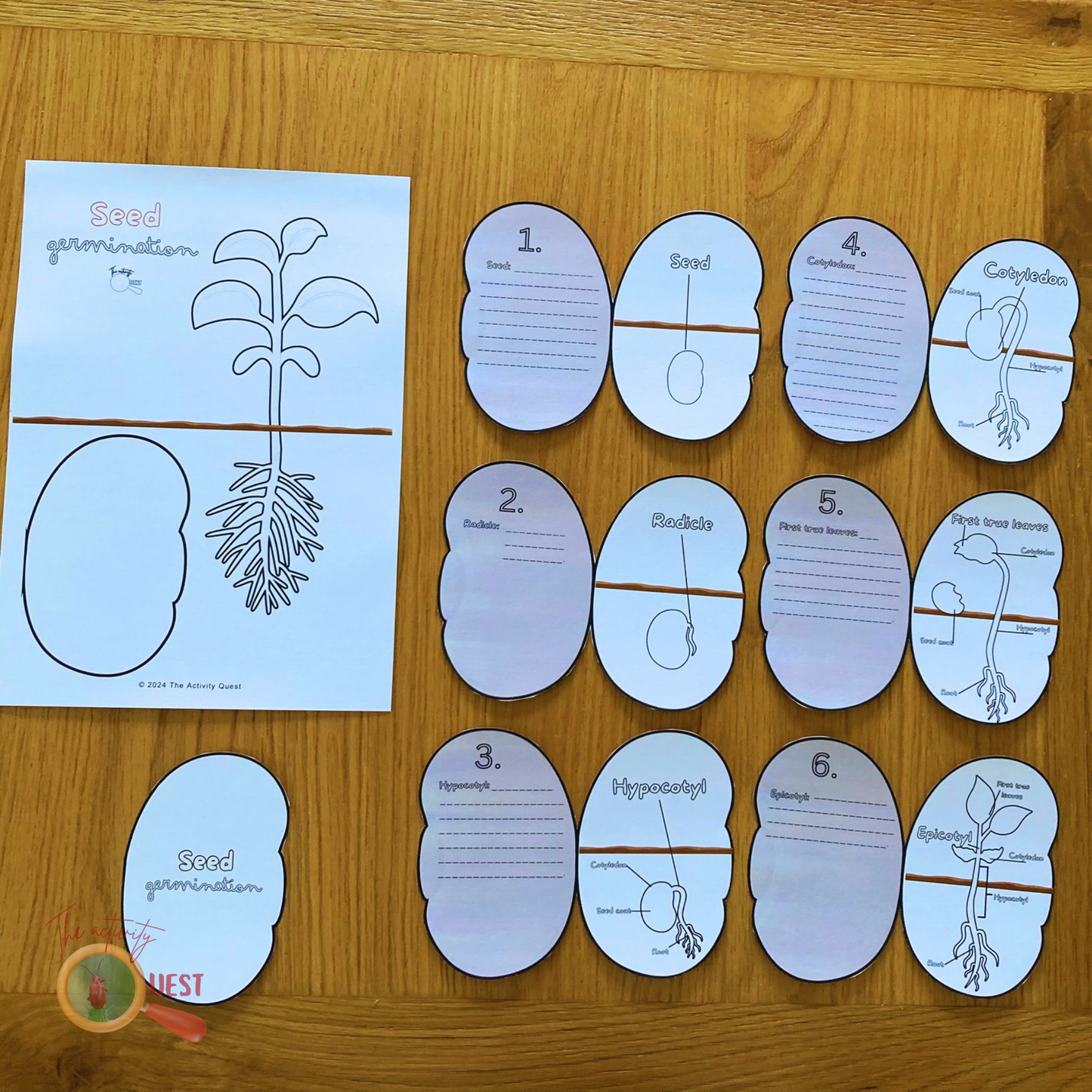 Seed Germination Printable for Kids, Nature Learning Coloring Activity, INSTANT DOWLOAD PDF