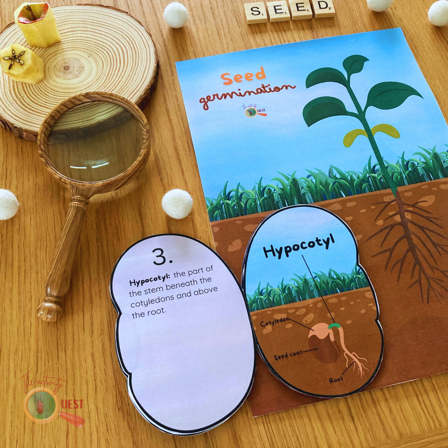 Seed Germination Printable for Kids, Nature Learning Coloring Activity, INSTANT DOWLOAD PDF