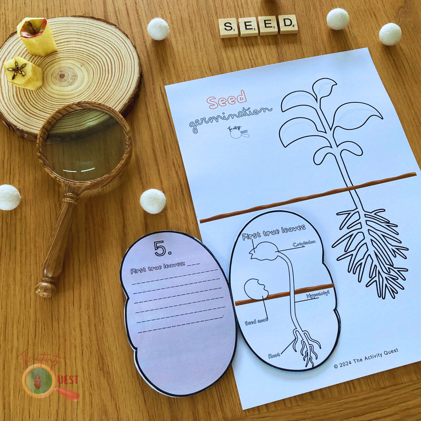 Seed Germination Printable for Kids, Nature Learning Coloring Activity, INSTANT DOWLOAD PDF