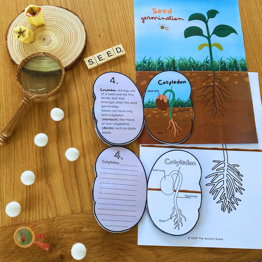 Seed Germination Printable for Kids, Nature Learning Coloring Activity, INSTANT DOWLOAD PDF