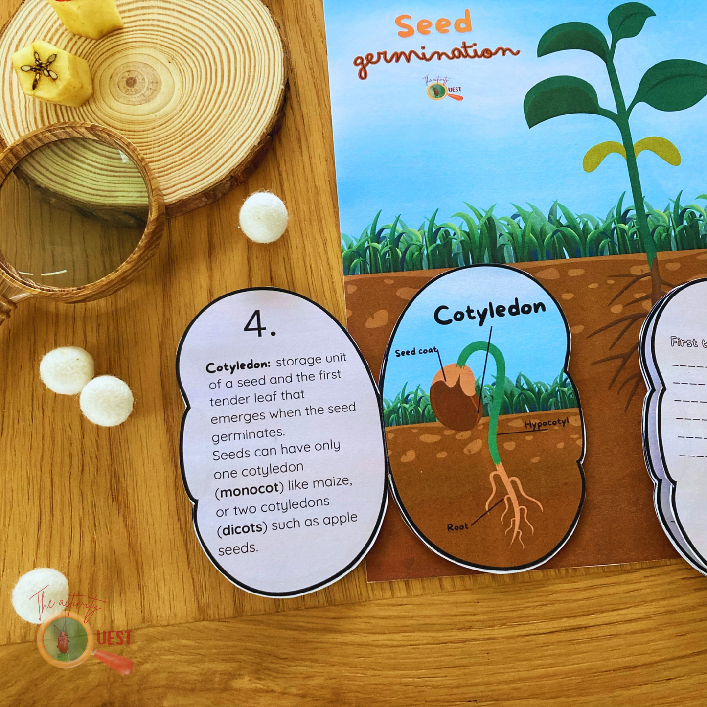 Seed Germination Printable for Kids, Nature Learning Coloring Activity, INSTANT DOWLOAD PDF