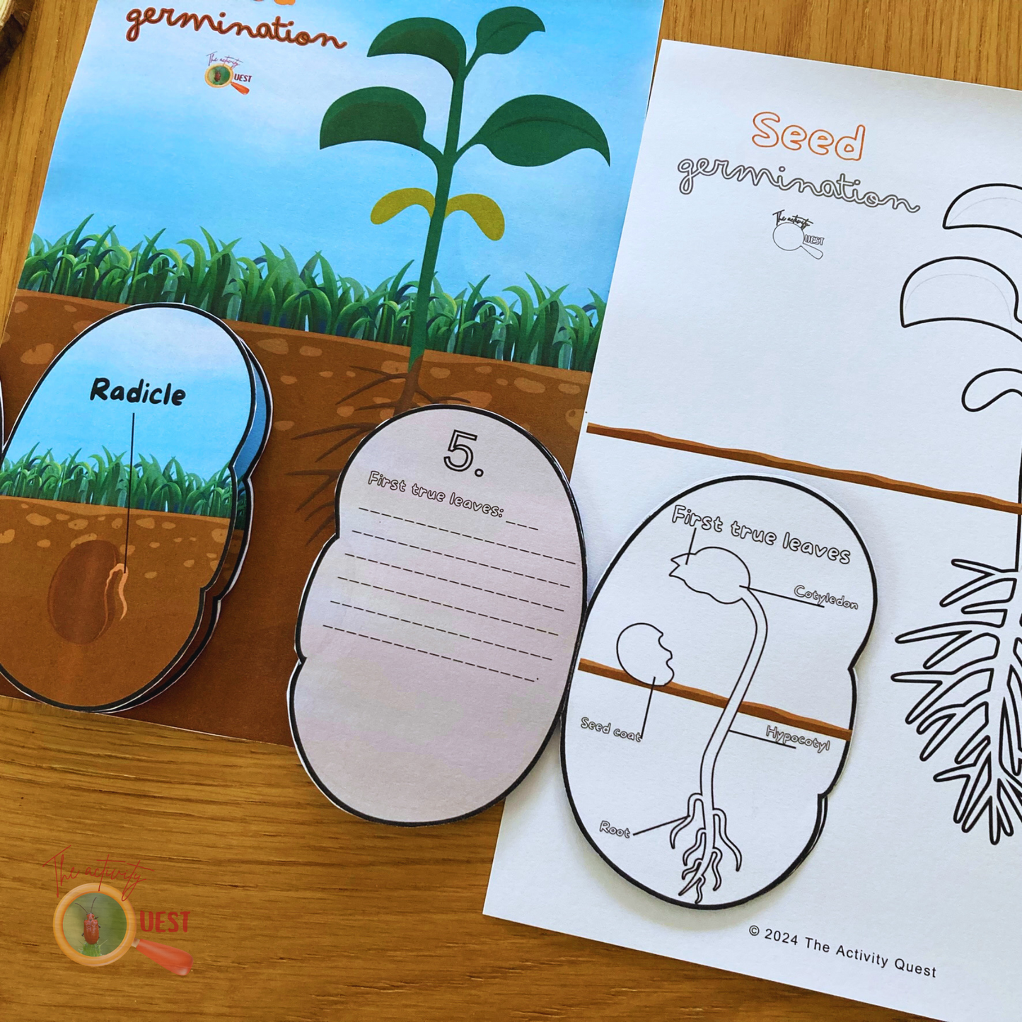 Seed Germination Printable for Kids, Nature Learning Coloring Activity, INSTANT DOWLOAD PDF