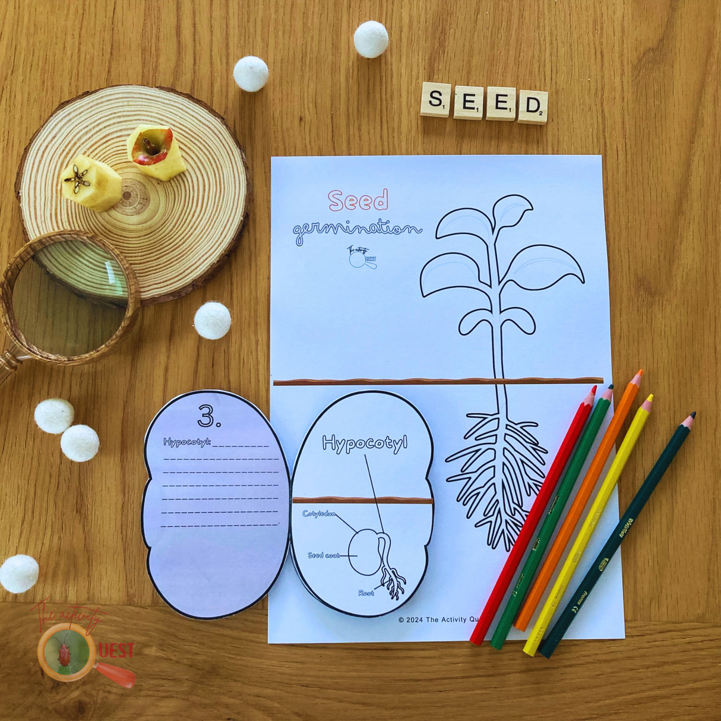 Seed Germination Printable for Kids, Nature Learning Coloring Activity, INSTANT DOWLOAD PDF